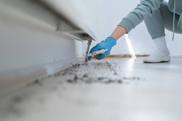 Best Flea Control Services  in Beach, ND